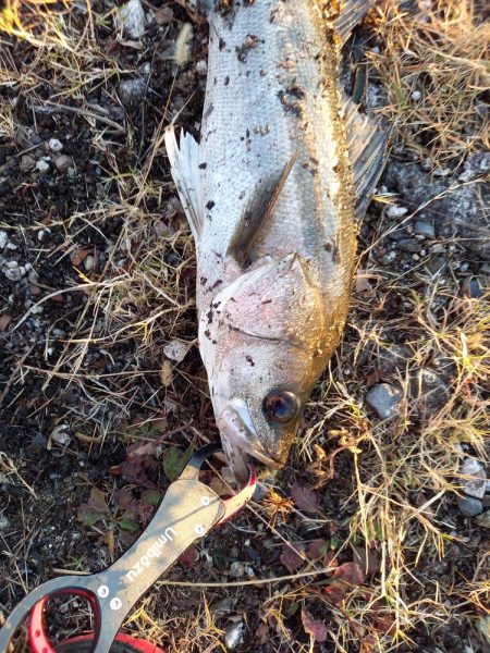 二日連続ランカーゲット