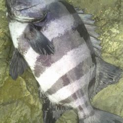 石鯛(特大)７１・５㎝