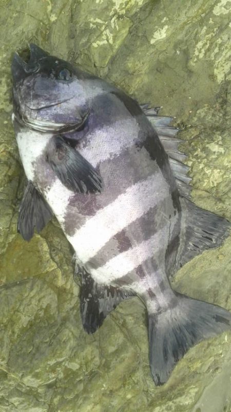 石鯛(特大)７１・５㎝