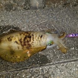 ナイトエギング♪