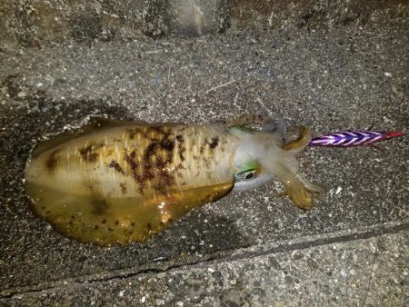 ナイトエギング♪