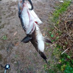 本日チヌ(クロダイ)釣れました