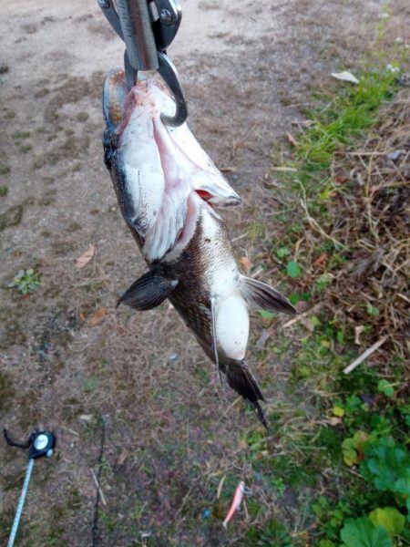 本日チヌ(クロダイ)釣れました