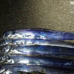 タチウオ ツ抜け 今シーズン2回目