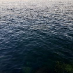 セイゴ爆釣 ボイル祭り