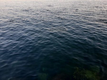 セイゴ爆釣 ボイル祭り