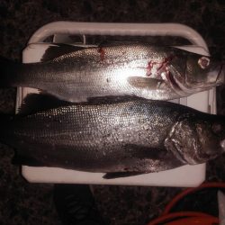 夕マヅメ狙いでのヒラスズキ