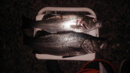 夕マヅメ狙いでのヒラスズキ