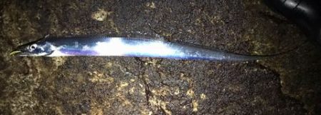 メバリングで・・・