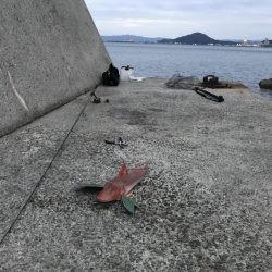 ホウボウ50ｃｍ　1匹