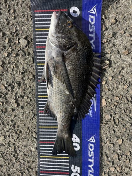 イチノ兄弟、釣果!