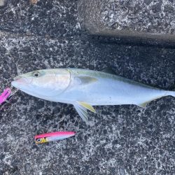 お昼3時でも釣れた〜