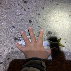 モイカが釣りたかったのに