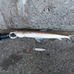 プチsalt water game