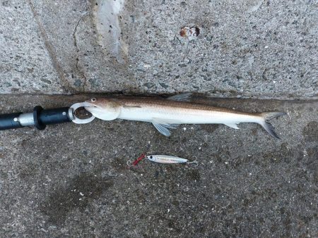 プチsalt water game