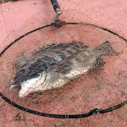 冬のヘチ釣り 釣果は夏レベル