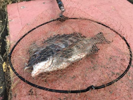 冬のヘチ釣り 釣果は夏レベル