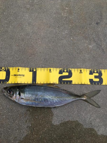 一人ぼっち釣行