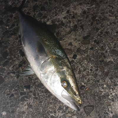 ギリメジ!ブリいった思たのに!