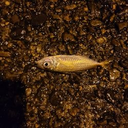 今日はあかんかった