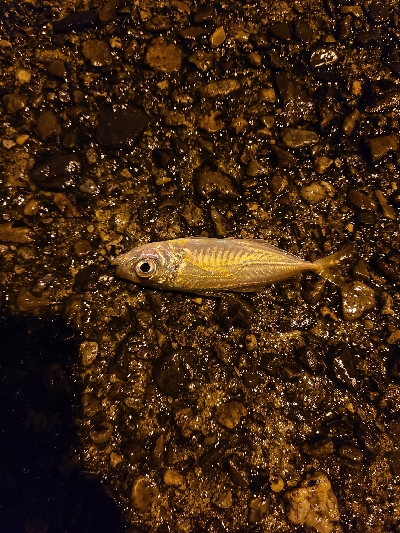 今日はあかんかった