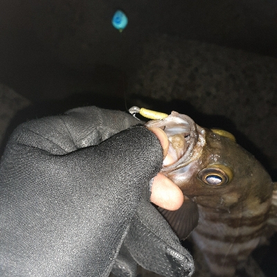 再度メバル調査へ