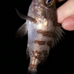 クリスマスナイトフィッシング