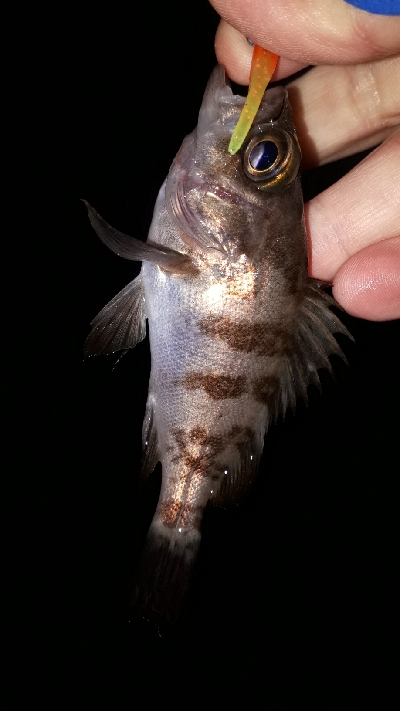 クリスマスナイトフィッシング