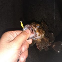 メバリング調査～