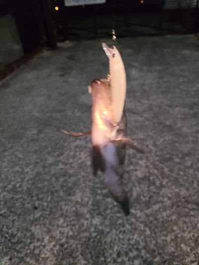 本年最後、釣り納め