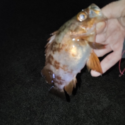 イヴにメバリング