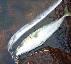 ブリ、メジロ、タチウオ