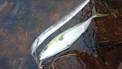 ブリ、メジロ、タチウオ