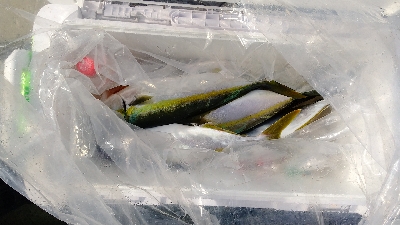 めちゃめちゃ釣れた