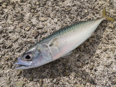 来たらデカイ！