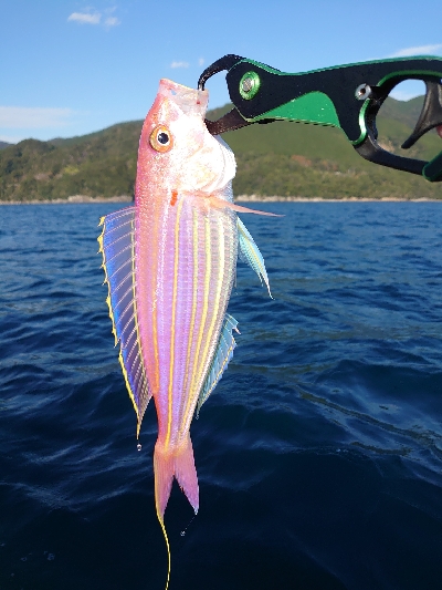 レンタルボード(要免許)釣行