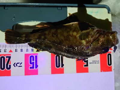 今年度最終釣行