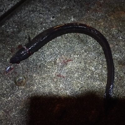 狙い通り　デカアナゴ