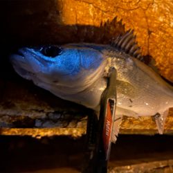 宵姫爽S78Mでシャローフリーク