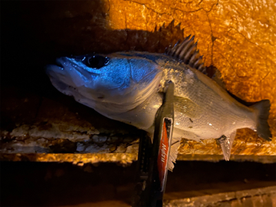 宵姫爽S78Mでシャローフリーク