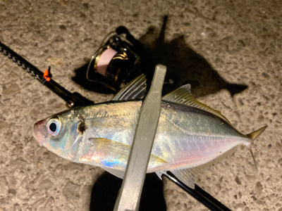 今日は夕まずめから!