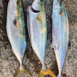 ハマチ！サゴシ！2021ライトゲーム第38…