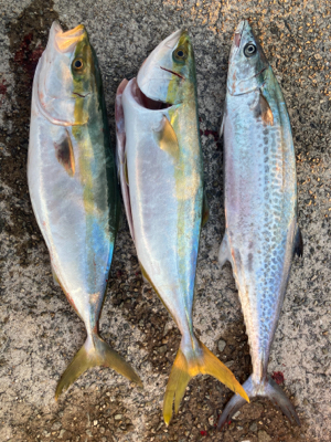 ハマチ!サゴシ!2021ライトゲーム第38…