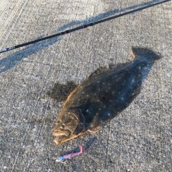 昨日に続いてヒラメゲット