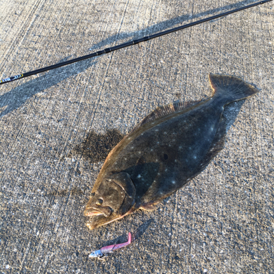 昨日に続いてヒラメゲット