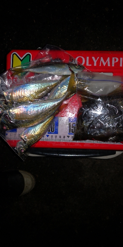 アジング練習338 鯵と神頭烏賊