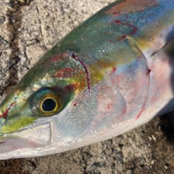 タチウオ！ハマチ！2021ライトゲーム第39戦