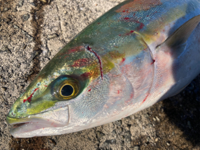 タチウオ！ハマチ！2021ライトゲーム第39戦