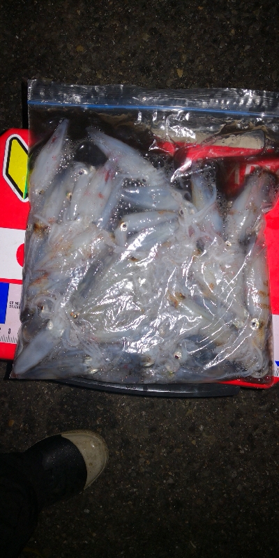 アジング練習339   神頭烏賊