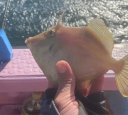 初カワハギ　鱗付完了